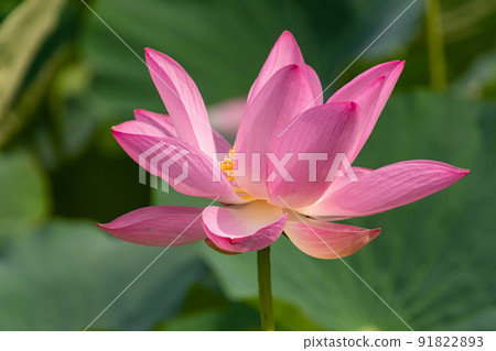 古代蓮花瓣 古代蓮花瓣 91822893