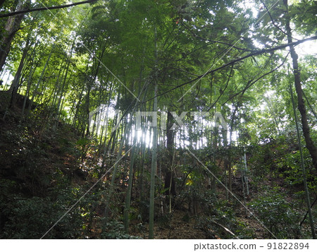 Scenery of Todoroki Ravine, the only valley in the 23 wards of Tokyo 91822894