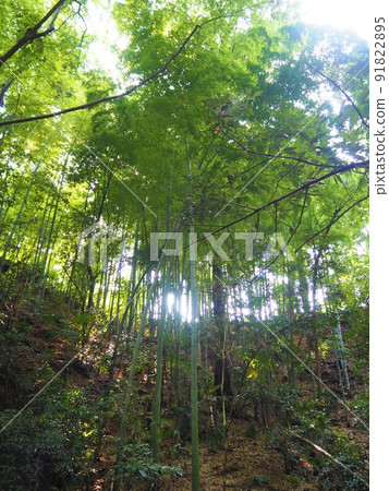 東京23區唯一的溪谷都力溪谷的景色 東京23區唯一的溪谷都力溪谷的景色 91822895