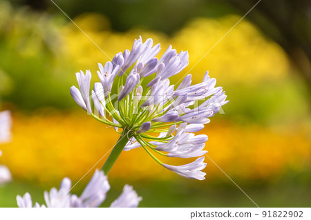 Shining petals 91822902