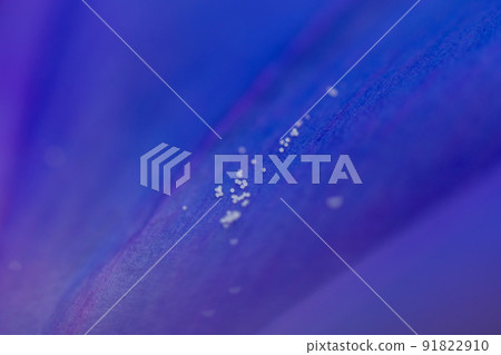 Pollen of petals 91822910