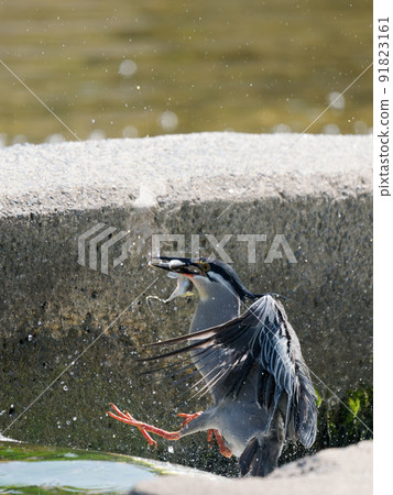 橫紋鷺捕食魚 91823161