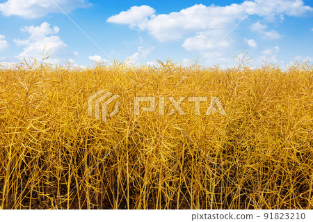dry yellow rapeseed pods on agricultural field 91823210