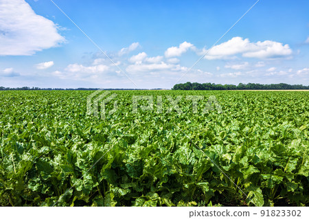green field of sugar beet with blue sky background green field of sugar beet with blue sky background 91823302