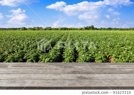 empty wooden table with potato field and sky for background empty wooden table with potato field and sky for background 91823310