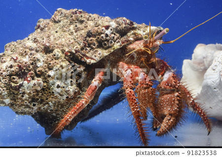 Hermit crab Ishidatamiya hermit crab 91823538