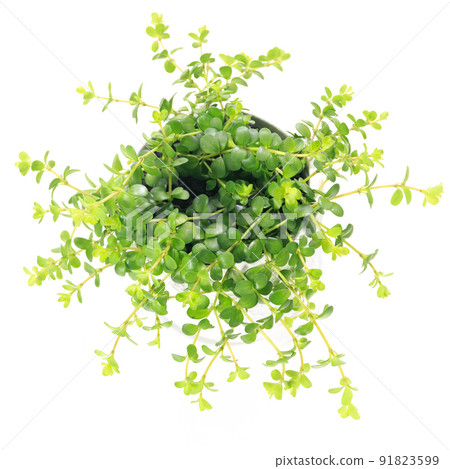 觀葉植物的葉子，Peperomia isabel [白色背景] 91823599