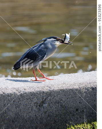 Striated heron preying on fish 91823896
