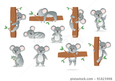 Koala bear set. Cute clip art drawing with adorable Australian animal on eucalyptus with leaf. Baby mammal. Wild character in different poses. Tropical mascot. Cartoon vector isolated illustration Koala bear set. Cute clip art drawing with adorable Australian animal on eucalyptus with leaf. Baby mammal. Wild character in different poses. Tropical mascot. Cartoon vector isolated illustration 91823998