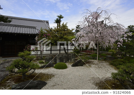 Itozakura, Itozakura Itozakura, Itozakura 91824066