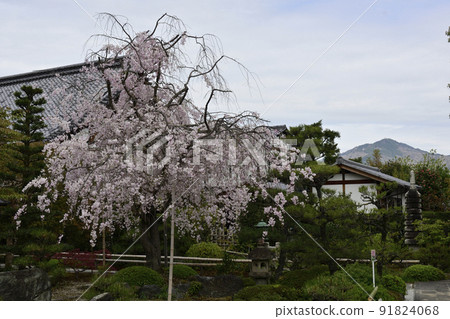 Itozakura, Itozakura Itozakura, Itozakura 91824068