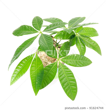Pachira 葉子被稱為產生金錢的觀葉植物和樹木 [白色背景] 91824744