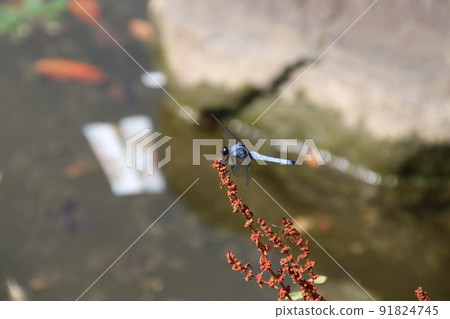 裁剪標記 91824745