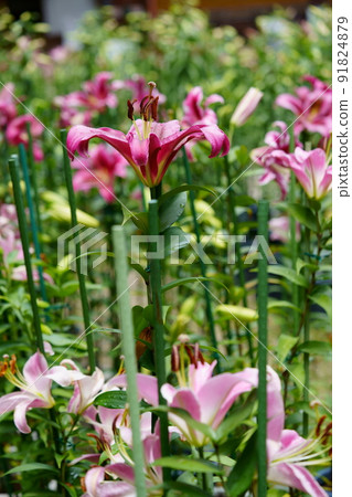 Yamato Matsuodera, lily flowers after the rain Yamato Matsuodera, lily flowers after the rain 91824879