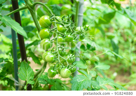 Kitchen garden close-up of still blue petit tomatoes Kitchen garden close-up of still blue petit tomatoes 91824880