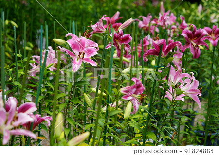 Yamato Matsuodera, lily flowers after the rain Yamato Matsuodera, lily flowers after the rain 91824883