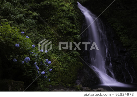 [Fukui City, Fukui Prefecture, July] Ichijo Falls with a head of 12m and hydrangea, a summer tradition, a place related to Kojiro Sasaki 91824978