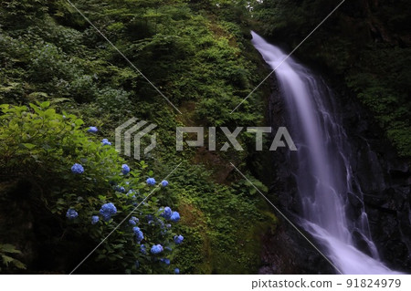 [Fukui City, Fukui Prefecture, July] Ichijo Falls with a head of 12m and hydrangea, a summer tradition, a place related to Kojiro Sasaki 91824979