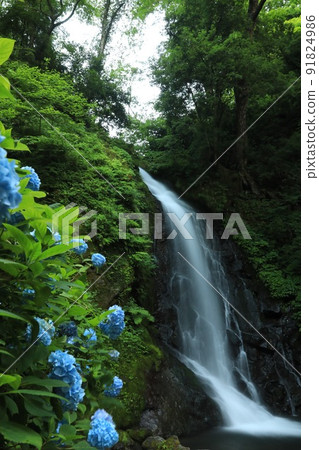 [Fukui City, Fukui Prefecture, July] Ichijo Falls with a head of 12m and hydrangea, a summer tradition, a place related to Kojiro Sasaki 91824986