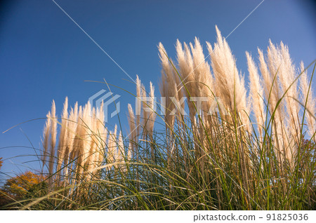Autumn scenery: Pampas grass that shines in the sunlight Autumn scenery: Pampas grass that shines in the sunlight 91825036