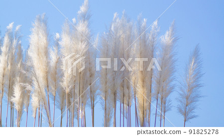 Autumn scenery Close-up of pampas grass that shines in the sunlight Autumn scenery Close-up of pampas grass that shines in the sunlight 91825278
