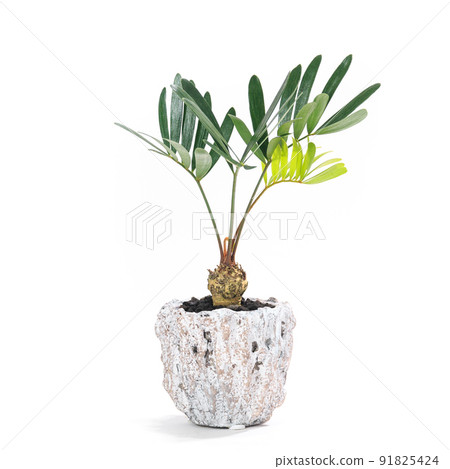 Succulent plant, potted plant of Zamiaceae Floridana (Florida cycad) [white background] 91825424