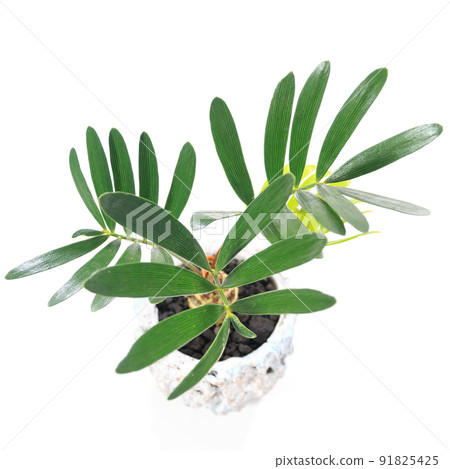 Leaves of succulent plant Zamia Floridana (Florida cycad) [white background] 91825425