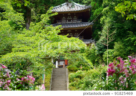 Yamato Matsuodera Temple, a sacred place for evil spirits, lily flowers Yamato Matsuodera Temple, a sacred place for evil spirits, lily flowers 91825469