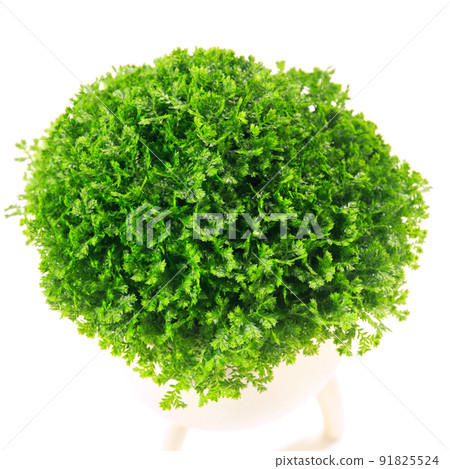 卷柏 apoda（墊狀苔蘚）的葉子，一種觀葉植物 [白色背景] 91825524