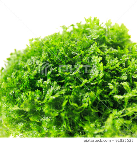 卷柏 apoda（墊狀苔蘚）的葉子，一種觀葉植物 [白色背景] 91825525
