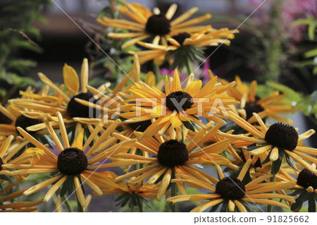 Cute flower before flowering Rudbeckia Cute flower before flowering Rudbeckia 91825662