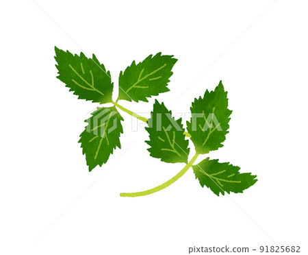 Three leaves 91825682