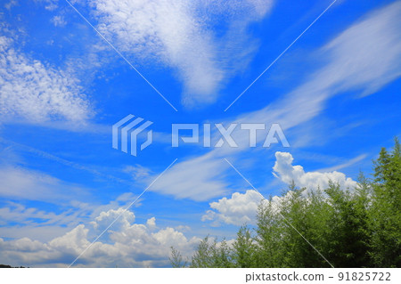 藍天雲竹林 91825722