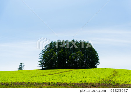 六月的美瑛風光 91825987