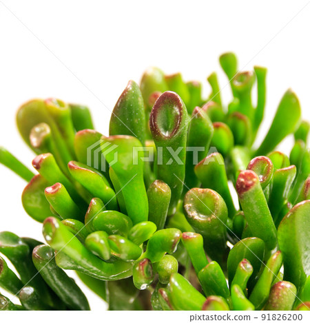 多肉植物，太空樹的葉子 (Crassula Gorham) [白色背景] 91826200