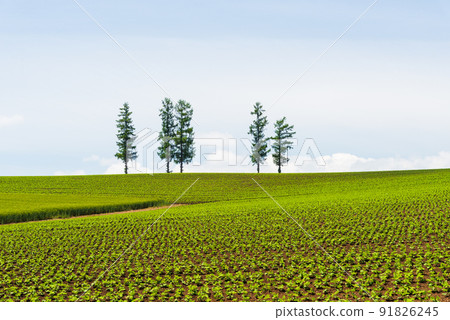 Biei scenery in June 91826245