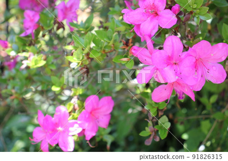 Azalea's flower Azalea's flower 91826315