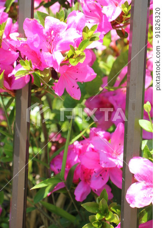 Azalea's flower Azalea's flower 91826320