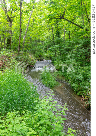 The power spot of Eastern Hokkaido Raiun Shrine Forest 91826417