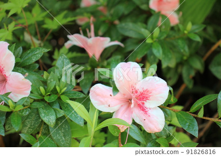 Azalea's flower Azalea's flower 91826816