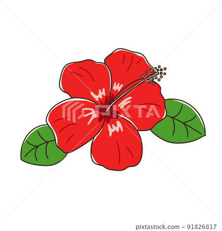 Hibiscus Hibiscus 91826817