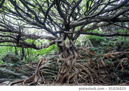 Ficus superba tree that seems to appear in the movie 91826820