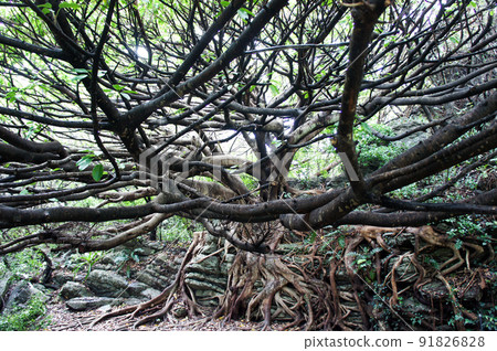 Ficus superba tree that seems to start moving at any moment 91826828