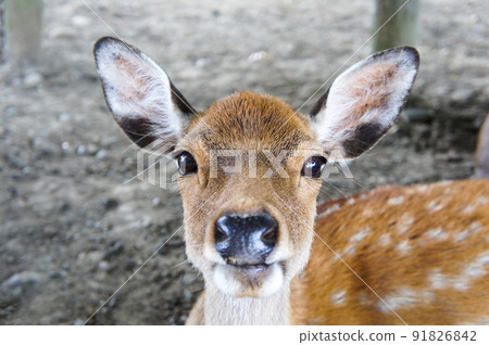 Nara deer doup 91826842