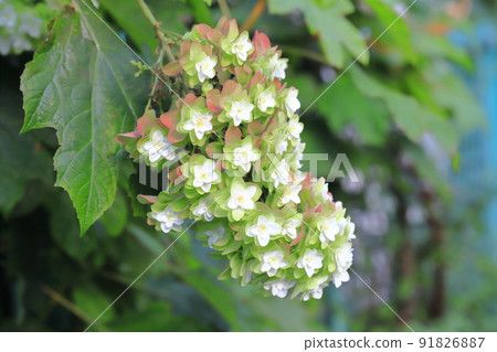 已上色的八重橡樹葉繡球花 已上色的八重橡樹葉繡球花 91826887