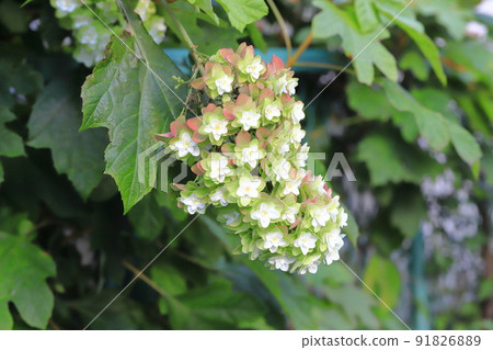 Yae Oakleaf Hydrangea that has been colored Yae Oakleaf Hydrangea that has been colored 91826889