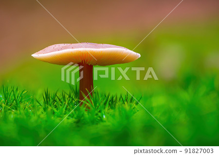 tasty fungus in multi colored autumn forest 91827003