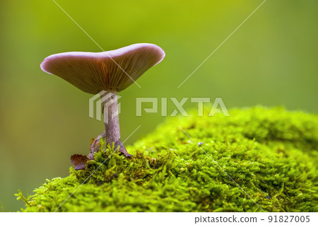 tasty fungus in a multi colored autumn forest tasty fungus in a multi colored autumn forest 91827005