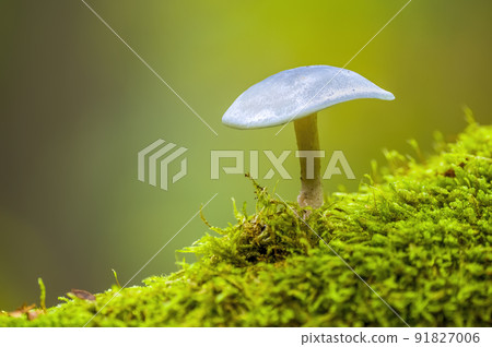 tasty fungus in a multi colored autumn forest tasty fungus in a multi colored autumn forest 91827006