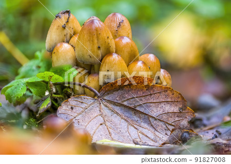 tasty fungus in a multi colored autumn forest 91827008